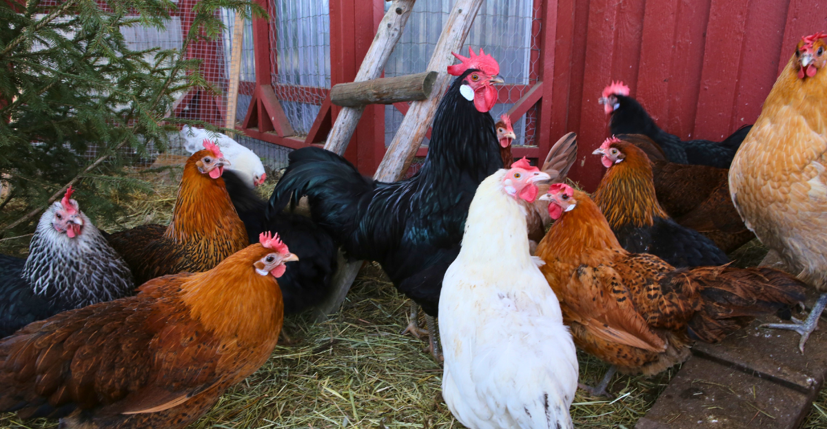 Chickens